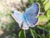 Plebejus argus